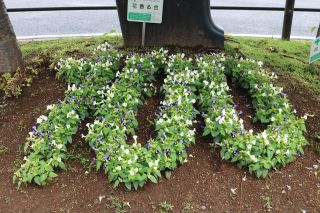 優秀賞　花華の会（上本通り自治会・上本通り商店街振興組合）の花壇1