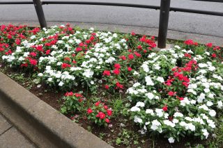 優秀賞　花華の会（上本通り自治会・上本通り商店街振興組合）の花壇2