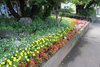 奨励賞　岡宮自治会の花壇1