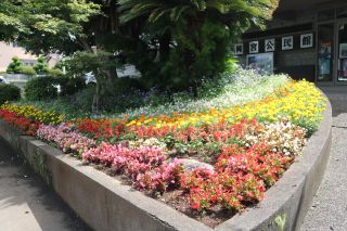 奨励賞　岡宮自治会の花壇2