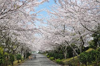 市民カレンダー掲載イメージ画像 桜の画像