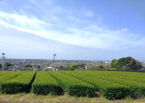 浮島地区の茶畑
