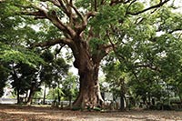 岡宮浅間神社のクス