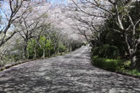 沼津の桜の名所（愛鷹広域公園）