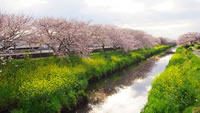 沼津の桜の名所（沼川）