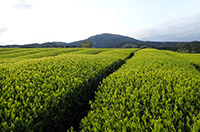 沼津茶と茶の湯・茶会文化