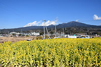 浮島ひまわりらんど・なのはならんど（菜の花）