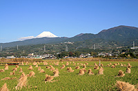 浮島田園風景（冠雪）