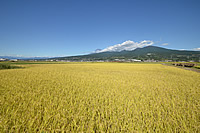 浮島田園風景