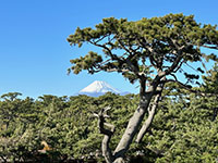 御用邸展望地からの富士山2