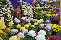 沼津御用邸記念公園hana・花・シンフォニー1