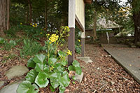 赤野観音堂のツワブキ