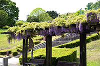愛鷹広域公園の藤の花1