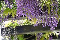 愛鷹広域公園の藤の花2