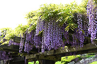 愛鷹広域公園の藤の花3