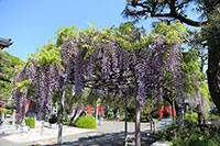 徳源寺の藤の花1
