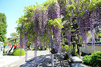 徳源寺の藤の花2