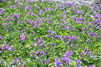 片浜海岸のハマエンドウ2