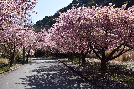 井田の河津桜