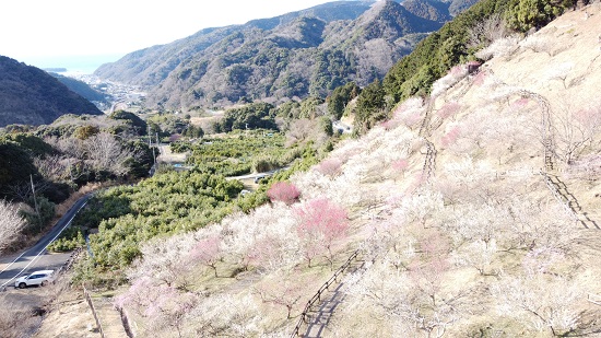 戸田新田梅林公園