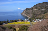 井田の菜の花