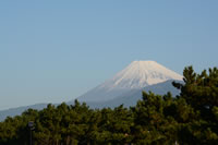 千本松と富士山