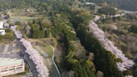 愛鷹広域公園の桜