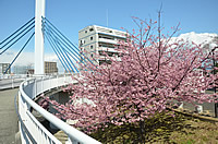 あゆみ橋の河津桜