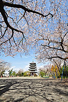 香貫山香陵台桜