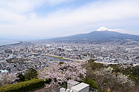 香貫山展望台桜