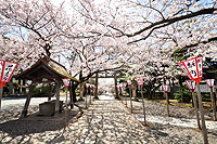 日枝神社桜