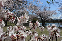 門池の桜（アップ）