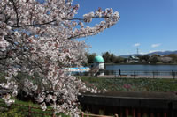 門池の桜