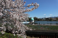 沼津の桜の名所（門池）