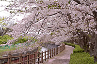 門池公園の桜