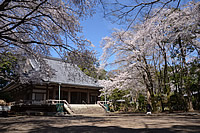 光長寺桜