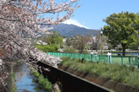 門池の桜