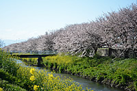 沼川の桜