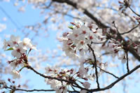 桜（アップ）