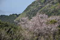 コメ桜越しの戸田