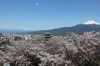 香貫山香陵台の桜