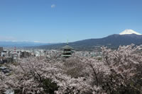 沼津の桜の名所（香貫山香陵台）