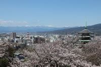 香貫山と桜（市街地）