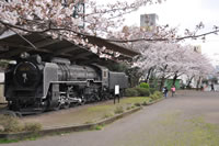 高沢公園（桜とSL）