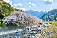 戸田大川沿いの桜