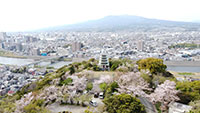 香貫山香陵台の桜