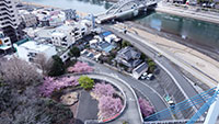 香貫公園の河津桜