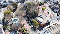 香貫公園の河津桜