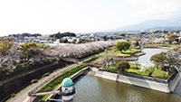 門池公園の桜