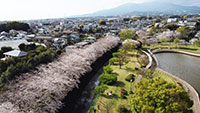 門池公園の桜